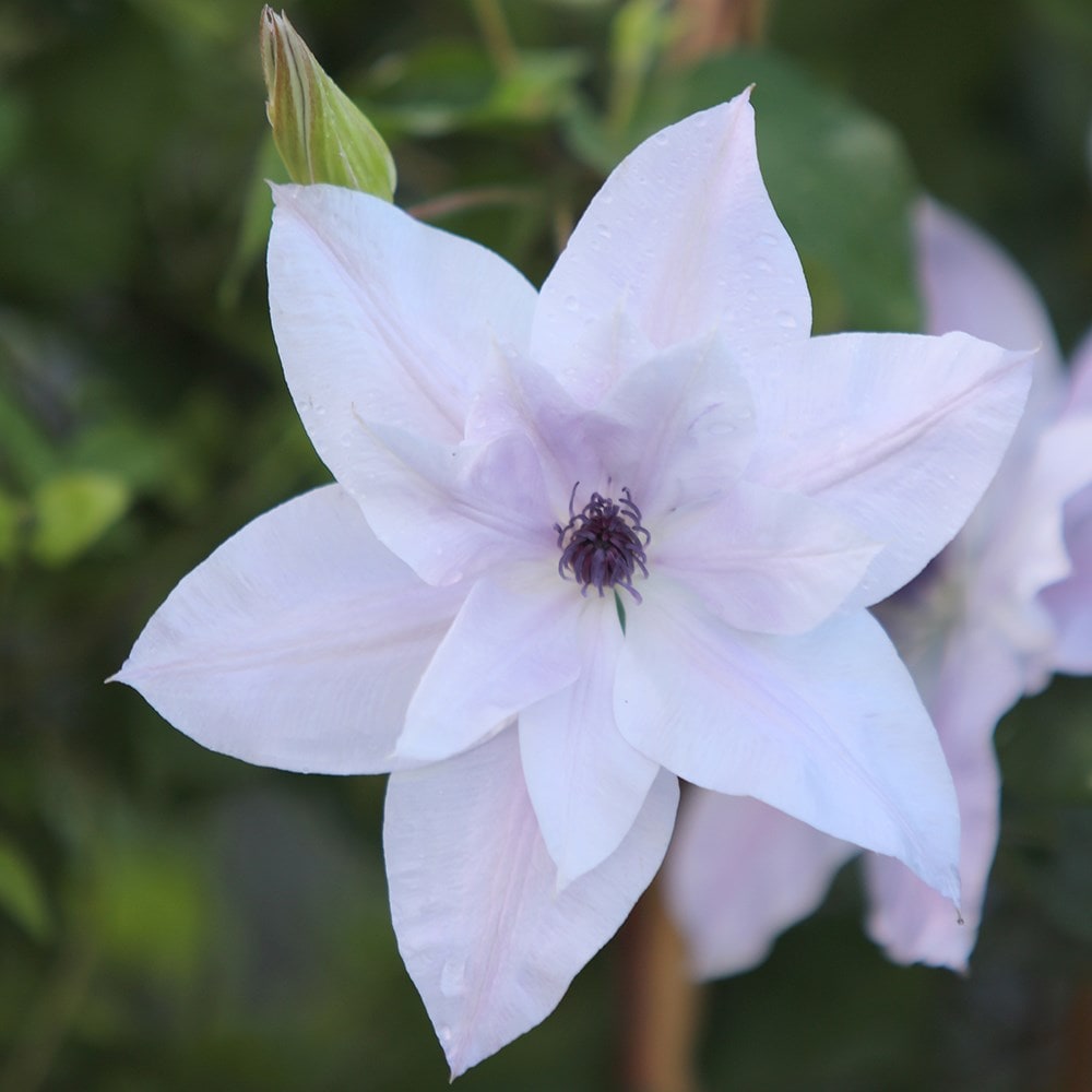 late large flowered clematis (group 3)
