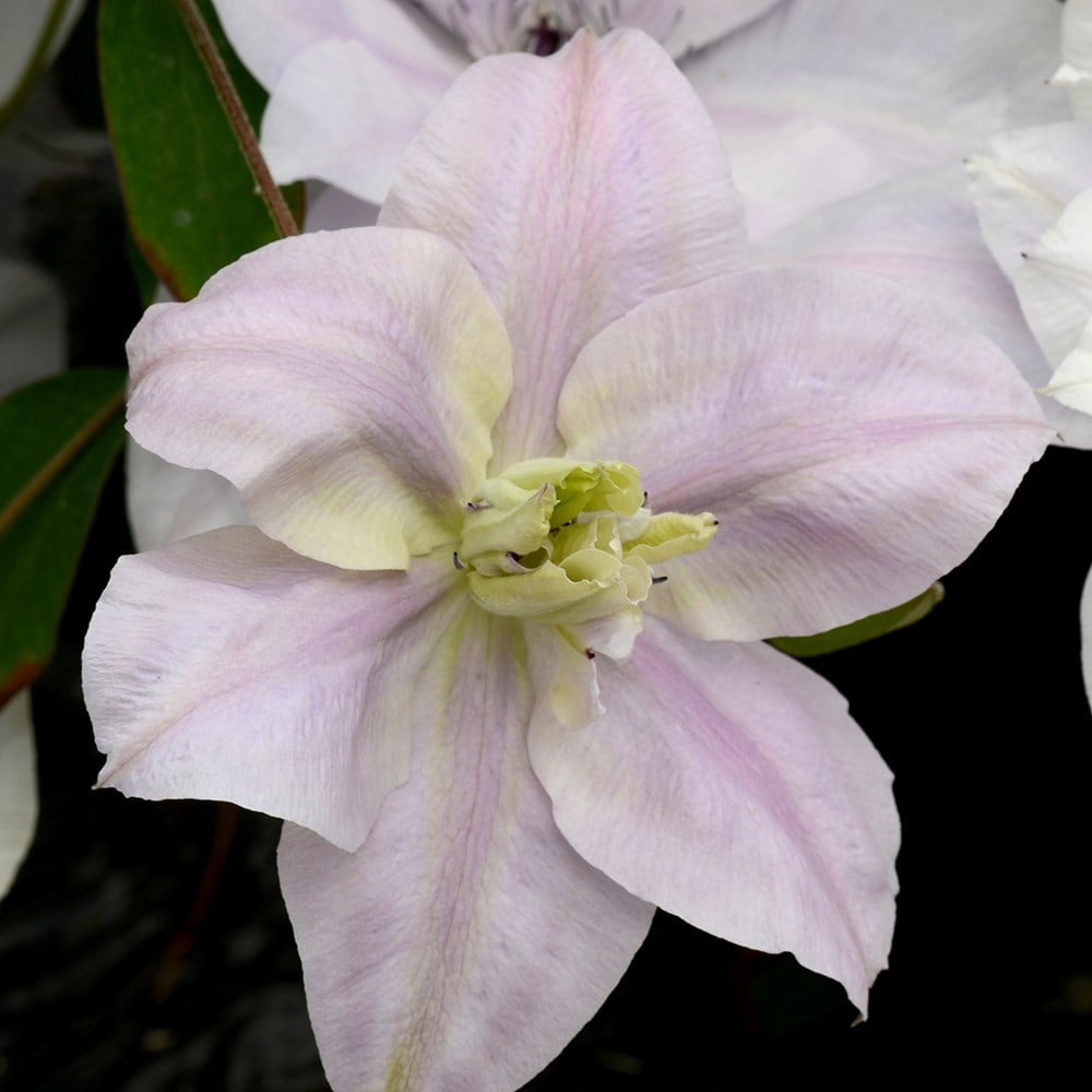 <i>Clematis</i> <b class=small-caps>Reflections</b> ('Evipo035')