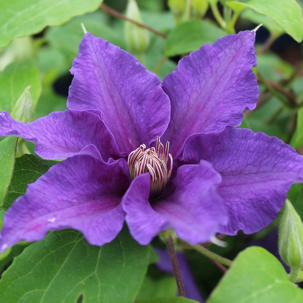 Product options image