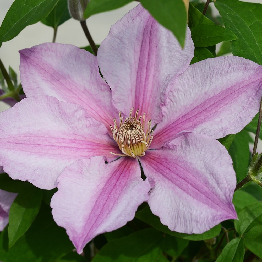 clematis el (group 2)