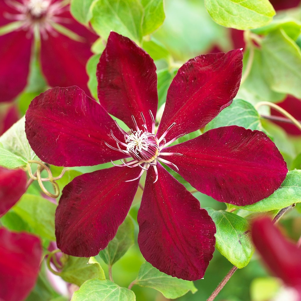 early large flowered clematis (group 2)