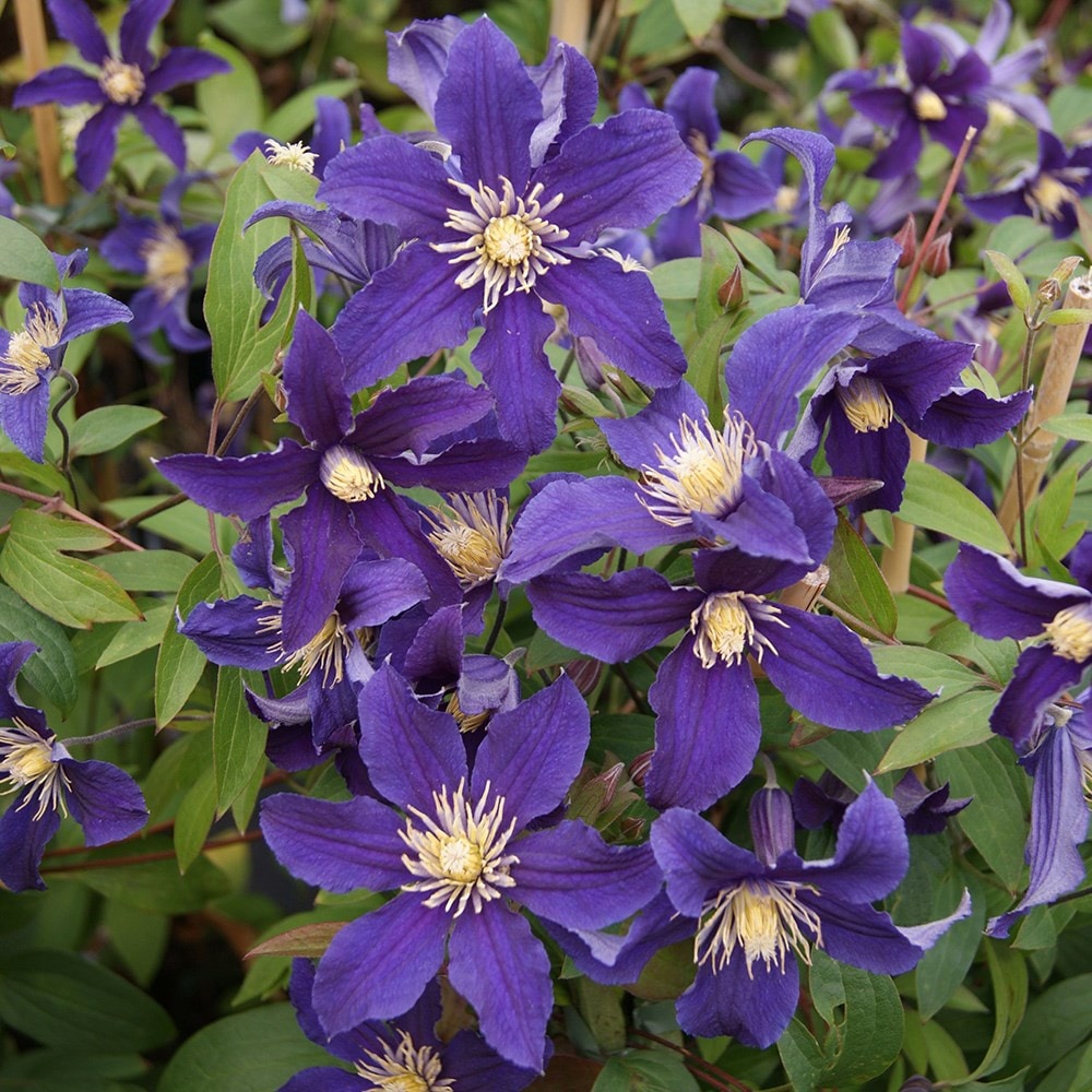 Product options image