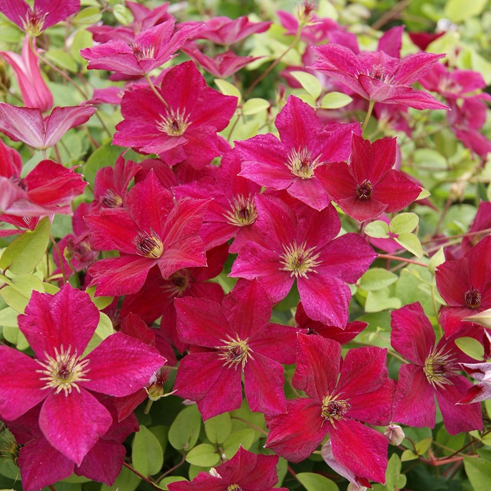 <i>Clematis </i><b class=small-caps>John Howells</b> ('Zojohnhowells') (PBR)