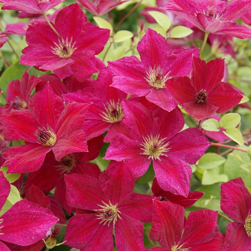 Buy clematis (group 3) (syn. Clematis viticella John Howells) Clematis ...