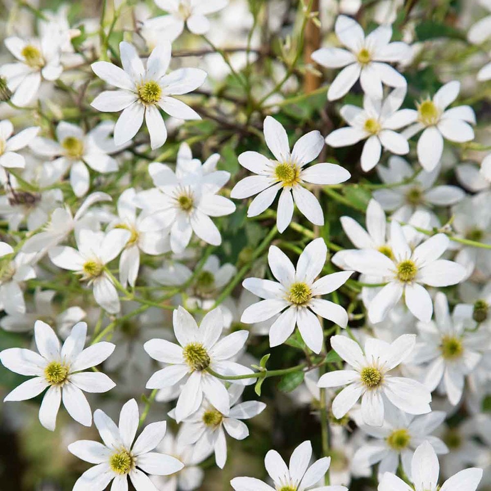 Product options image