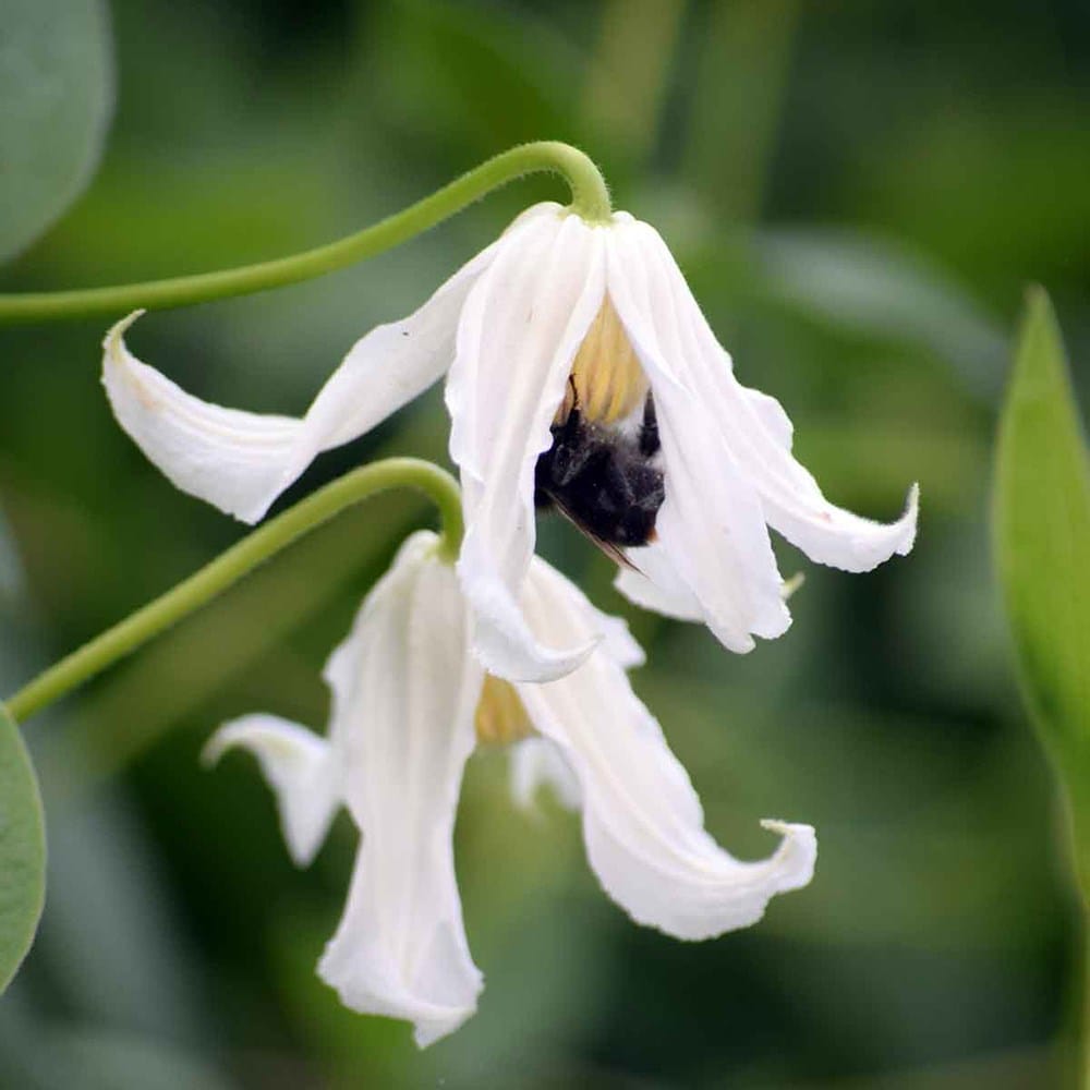 clematis integrifolia (group 3)