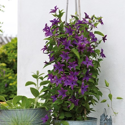 Clematis Guiding Promise ('Evipo053') (PBR) (Boulevard Series)