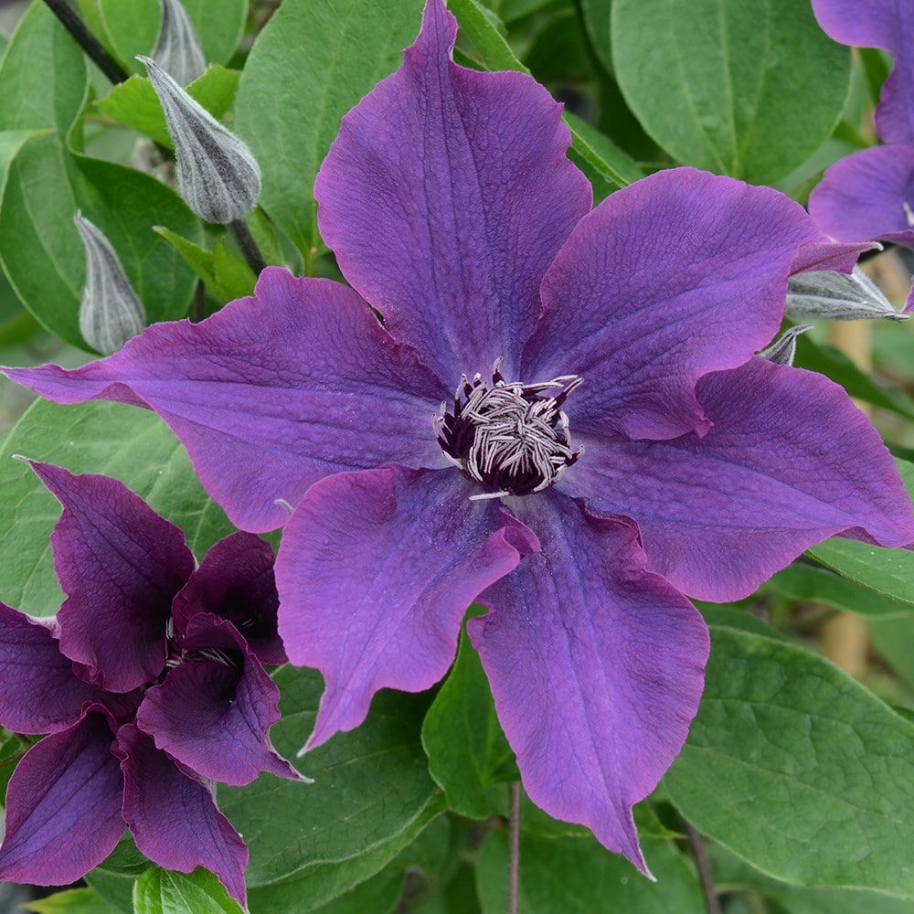 Clematis <b class=small-caps>Guiding Promise</b> ('Evipo053') (PBR) (Boulevard Series)