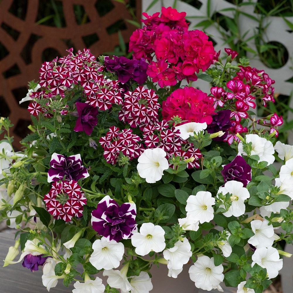 Buy Berry Swirl - Easyplanter for hanging baskets & patio pots: £26.99 ...