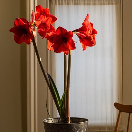Hippeastrum Royal Red