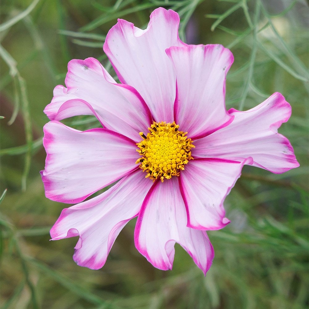 <i>Cosmos bipinnatus</i> 'Candy Stripe'