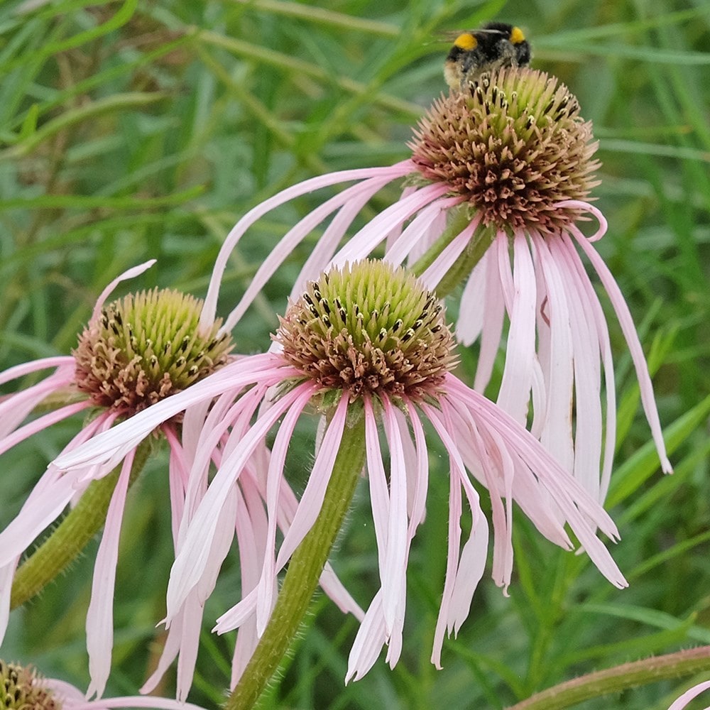 Product options image