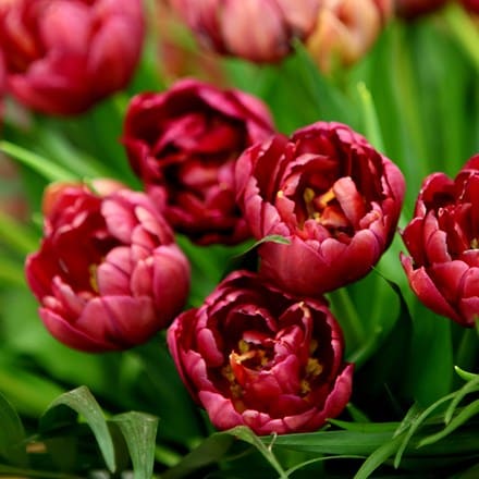 Tulipa Alison Bradley