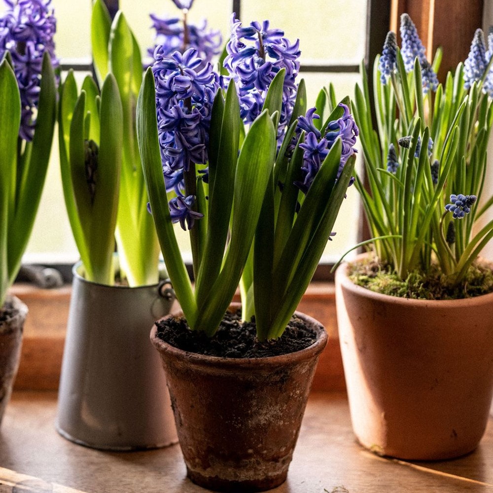 Product options image