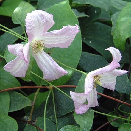 Clematis Little Nell