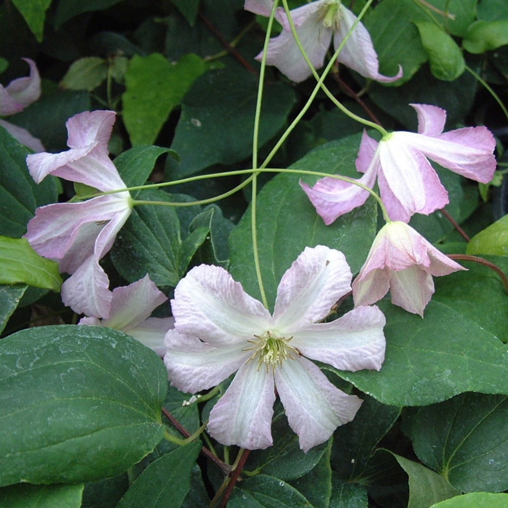 <i>Clematis</i> 'Little Nell'