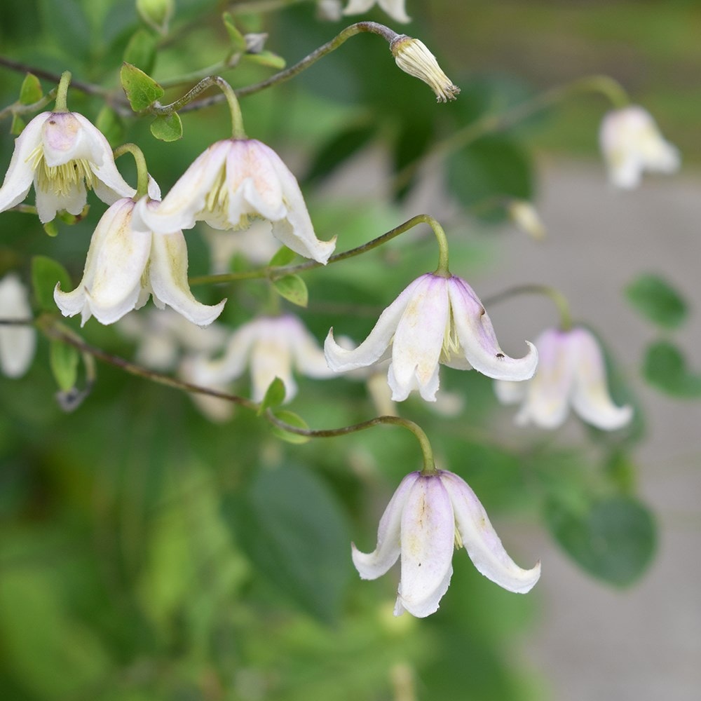 <i>Clematis</i> 'Kaiu'