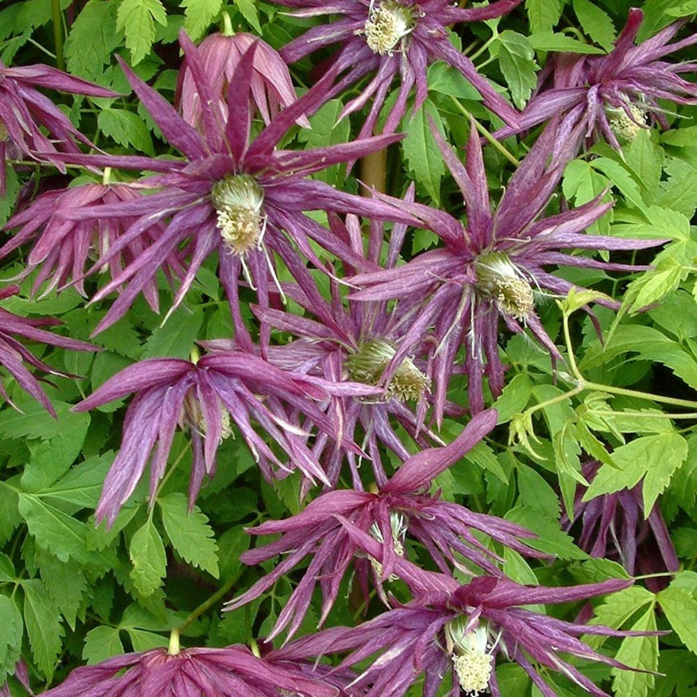 <i>Clematis</i> <b class=small-caps>Octopus</b> ('Zooct') (PBR)