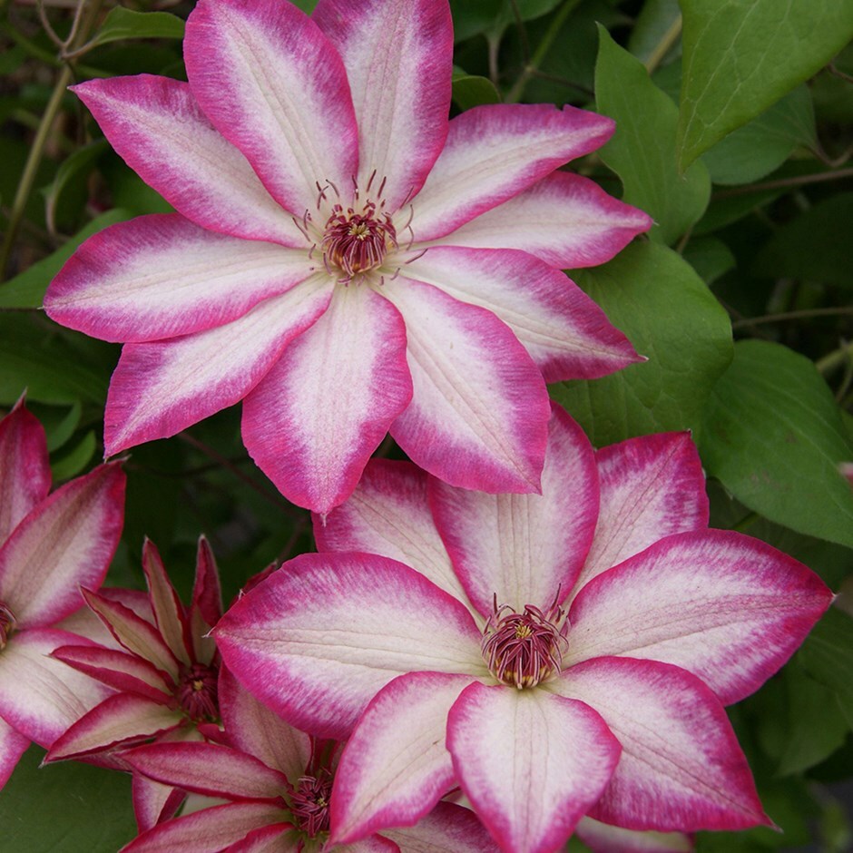 early large flowered clematis (group 2)