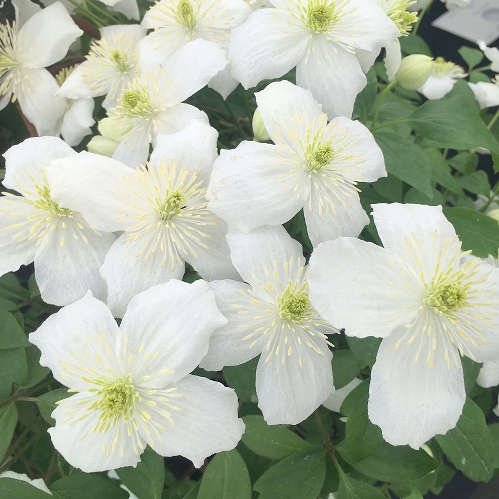 clematis (group 1) (syn. Clematis montana Prosperity)