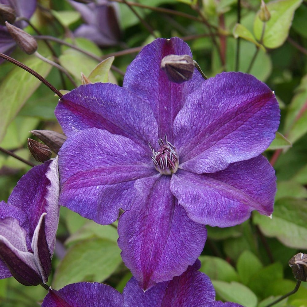 Buy clematis (group 3) (syn. Clematis viticella Super Night) Clematis ...