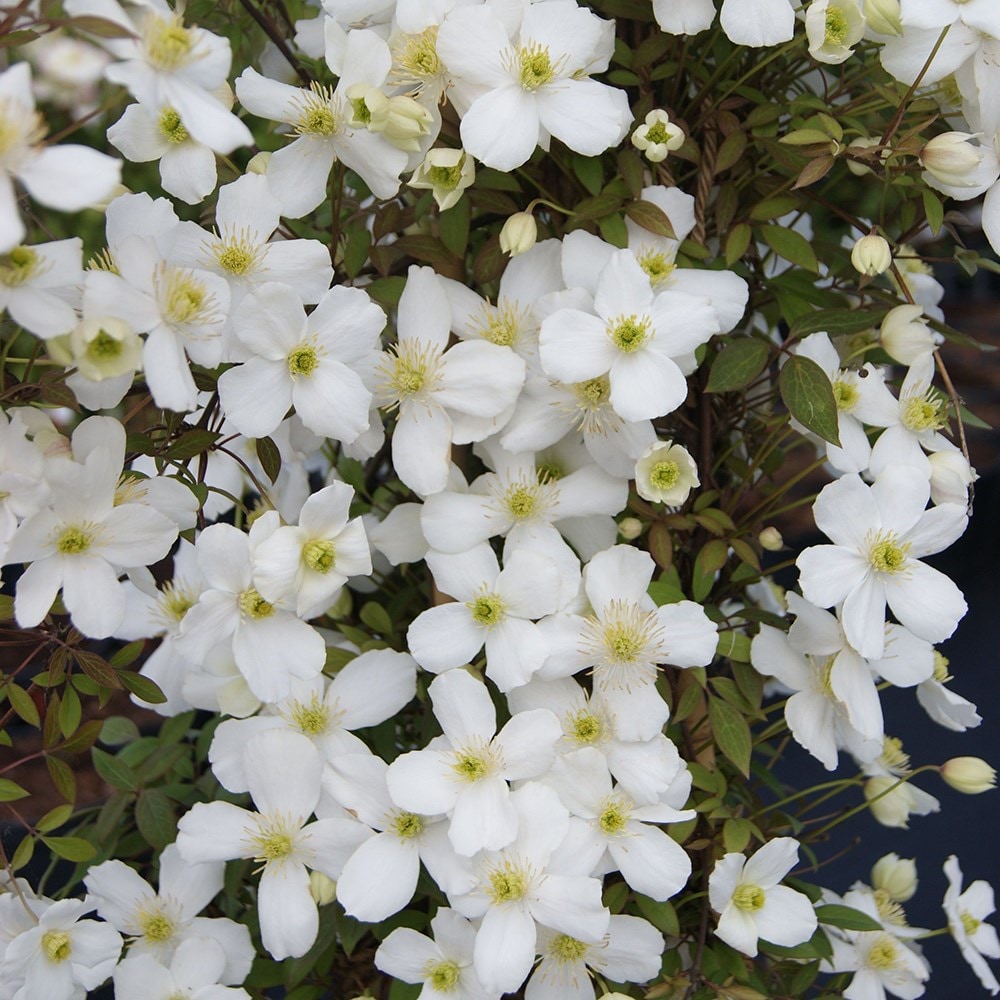 clematis (group 1) (syn. Clematis montana Spring Joy)