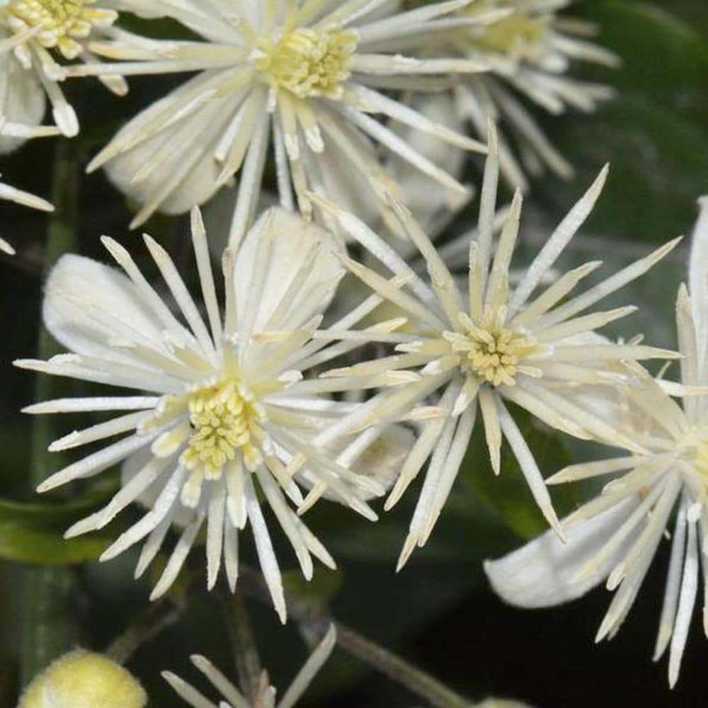 <i>Clematis vitalba</i> 