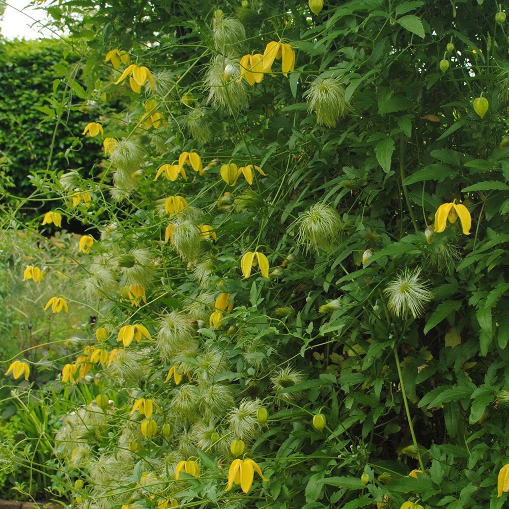 <i>Clematis</i> 'Lambton Park'