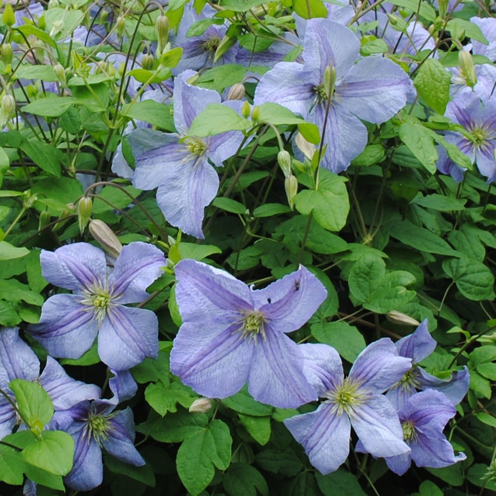 clematis (group 3) (syn. Clematis viticella Emilia Plater)