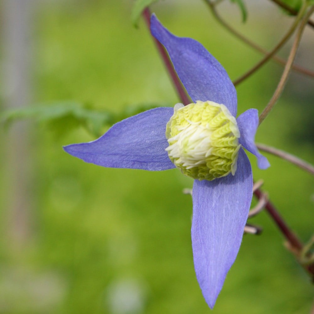 clematis (group 1) (syn. Clematis alpina Ocean Pearl)