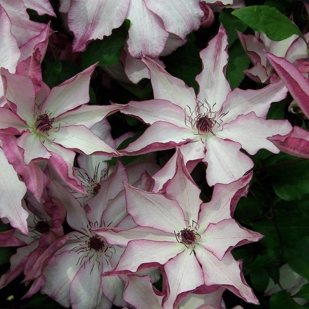 <i>Clematis</i> 'Omoshiro'