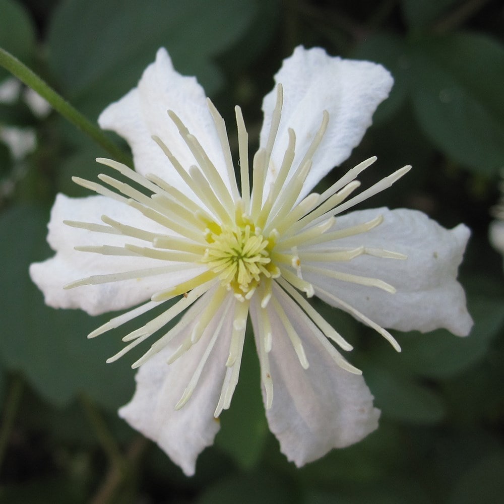 <i>Clematis</i> 'Paul Farges'