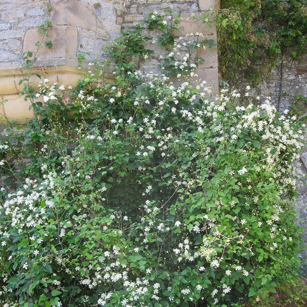 <i>Clematis</i> 'Paul Farges'