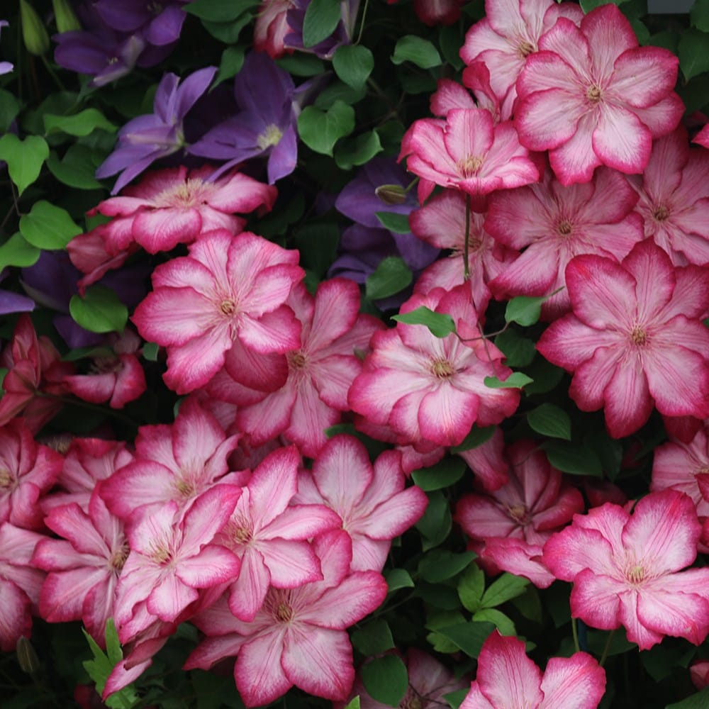Buy early large flowered clematis (group 2) Clematis Liberty