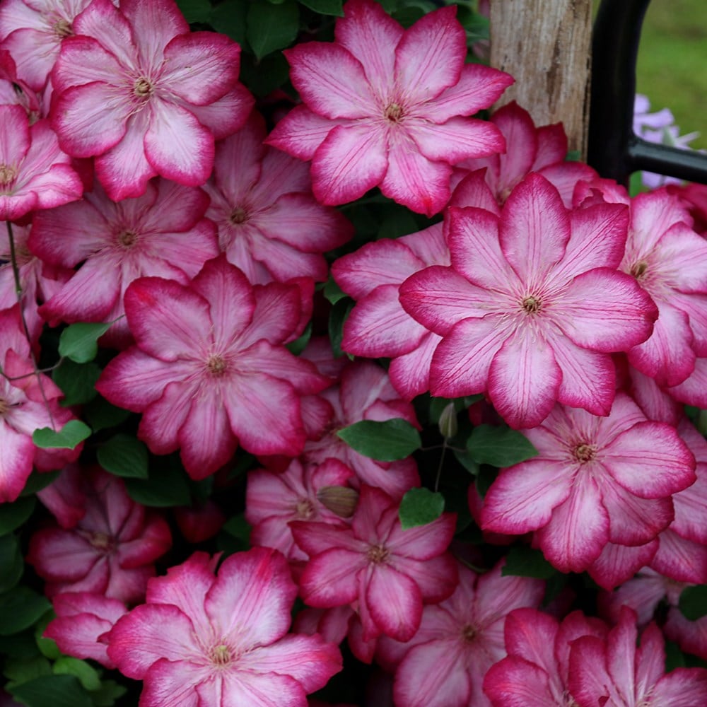 <i>Clematis</i> <b class=small-caps>Liberty</b> ('Zo08095') (PBR)