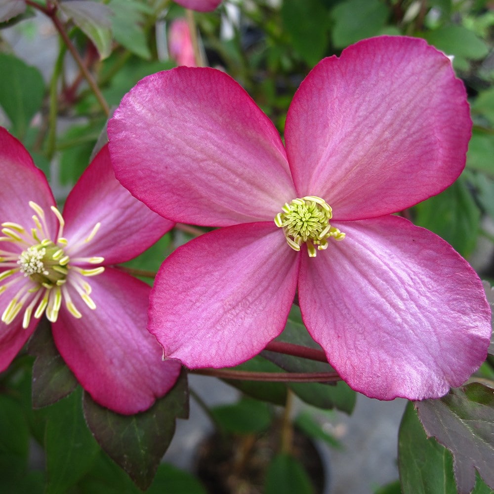 <i>Clematis</i> 'Van Gogh'