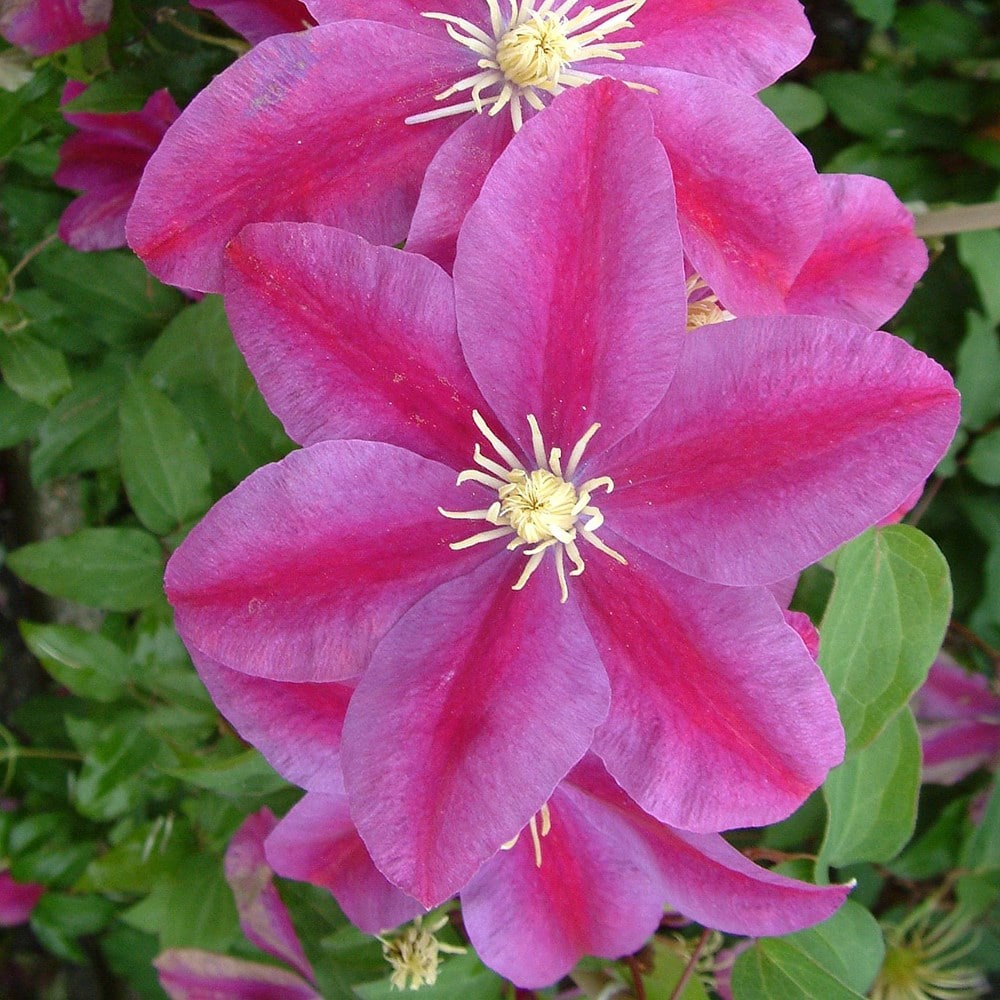 Product options image