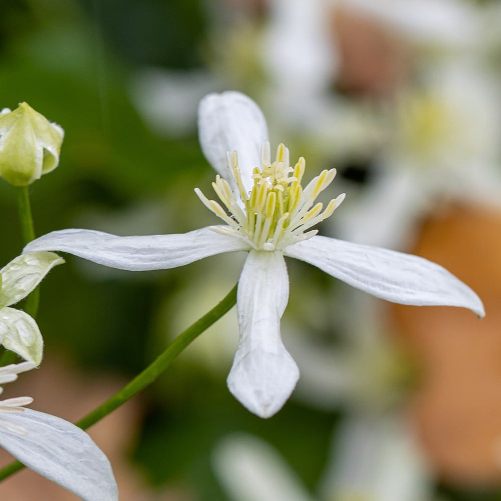 <i>Clematis terniflora</i> 