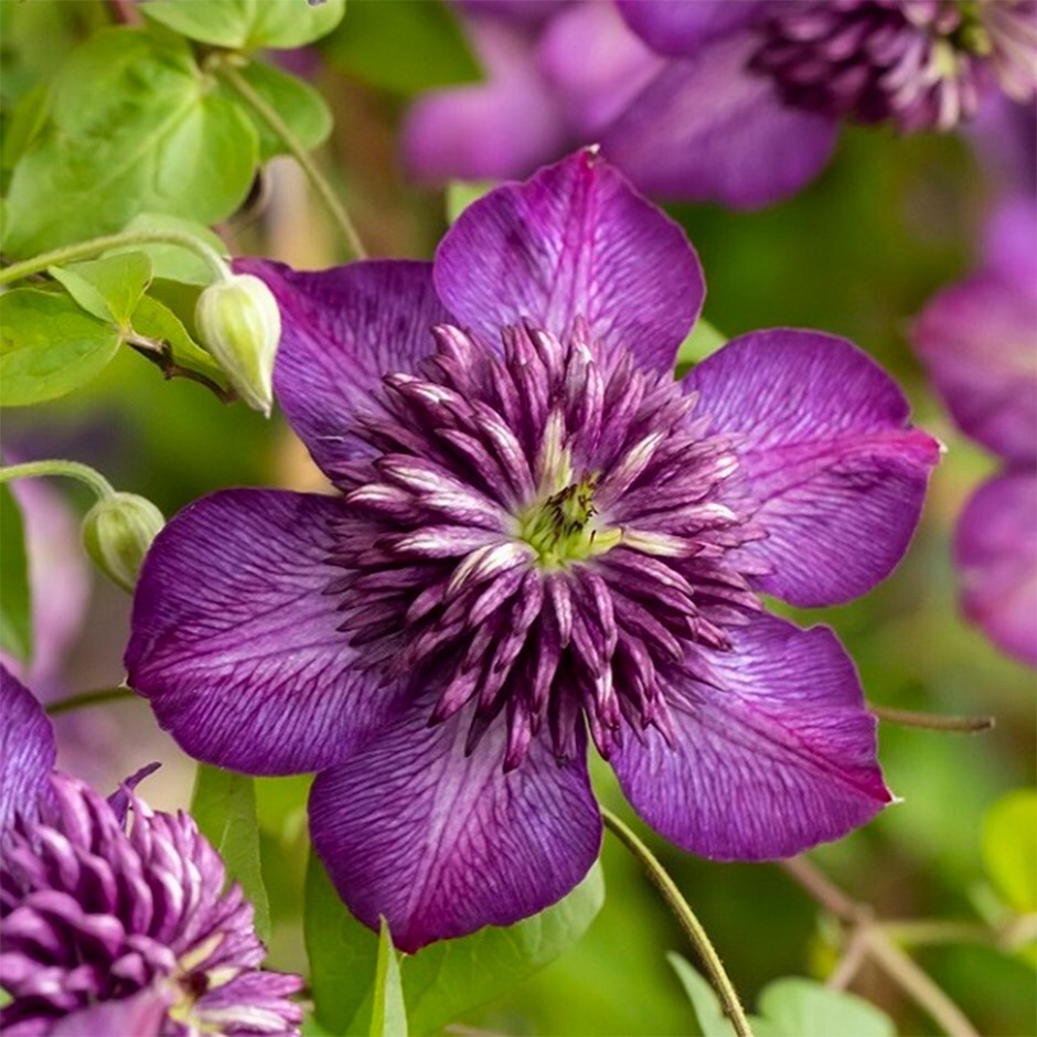clematis (group 3)