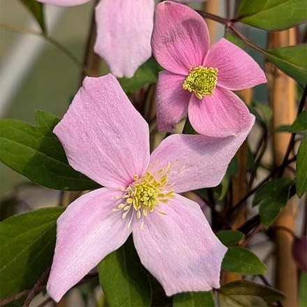 Clematis Lovely Mum