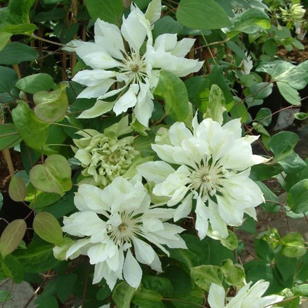 <i>Clematis</i> 'Yukiokoshi'
