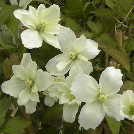 Clematis Starlet White Perfume ('HYFLET') (PBR)