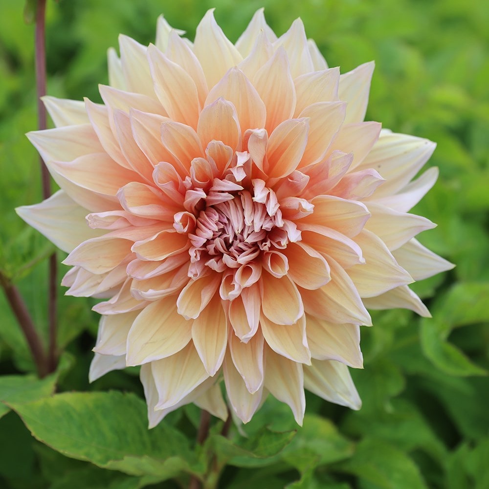 decorative (dinnerplate) dahlia