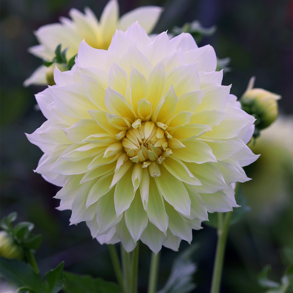 Product options image