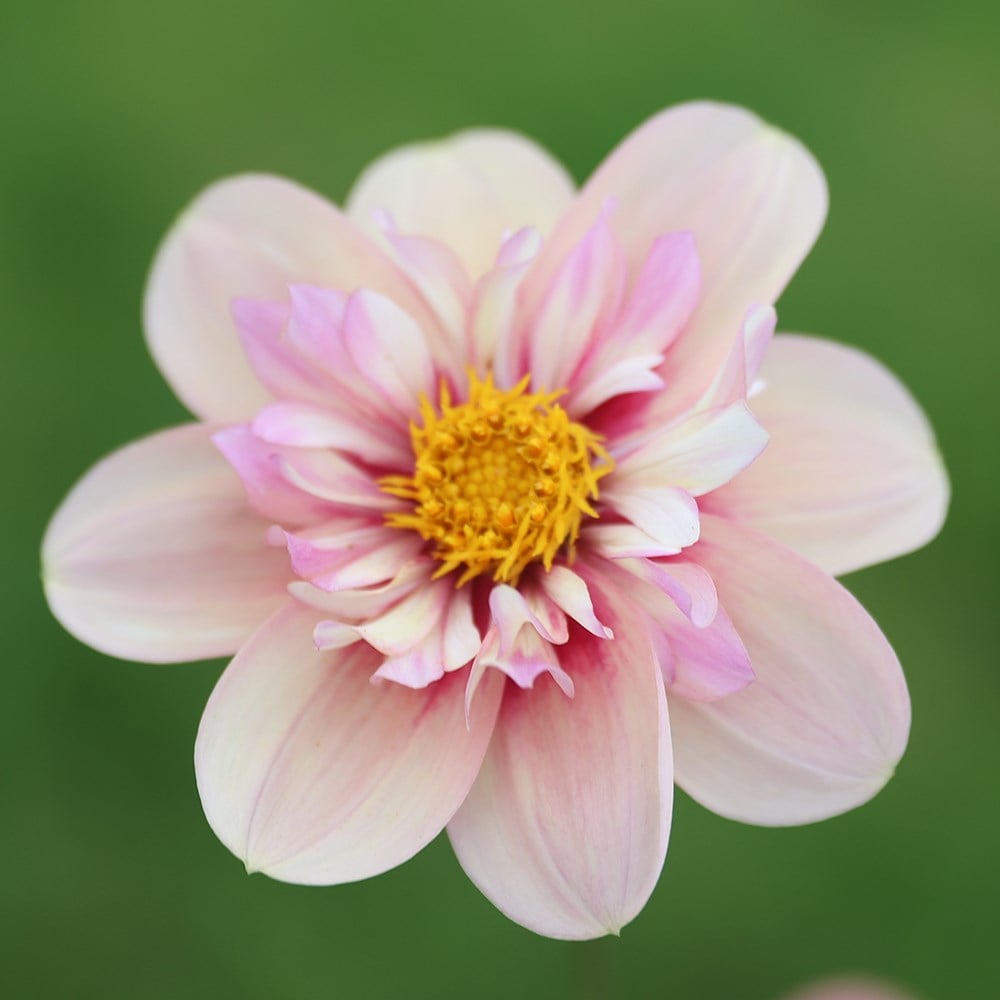 Product options image