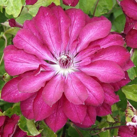 Clematis Red Passion ('Zo11056') (PBR)