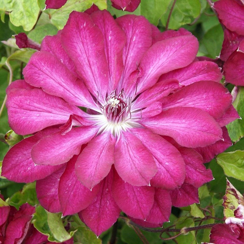 <i>Clematis </i><b class=small-caps>Red Passion</b> ('Zo11056') (PBR)
