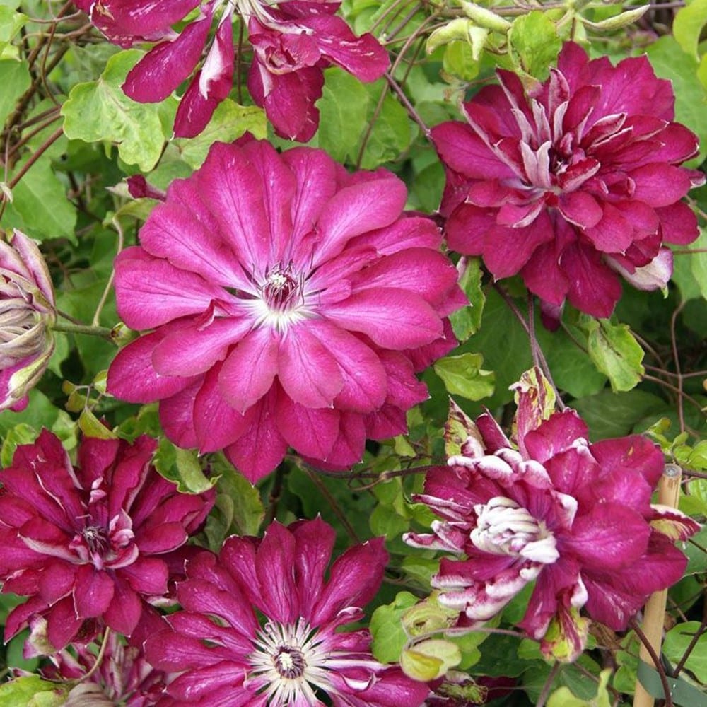<i>Clematis </i><b class=small-caps>Red Passion</b> ('Zo11056') (PBR)