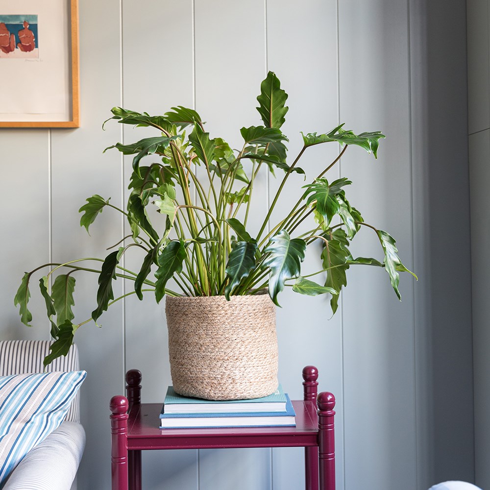 Product options image