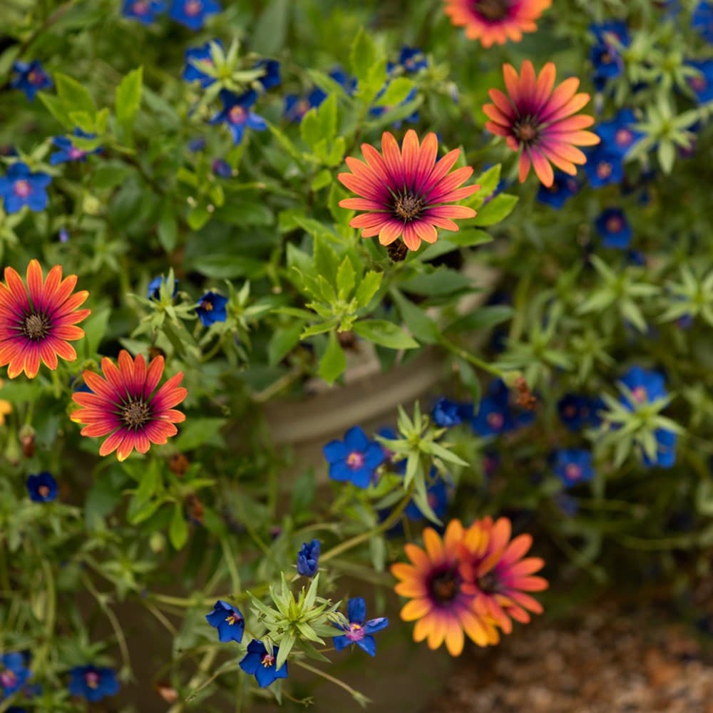 Holiday romance container plant collection
